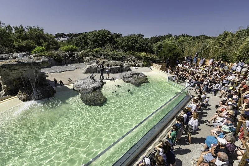 Spectacle du repas des manchots du Cap à l'Océarium du Croisic, public en gradins