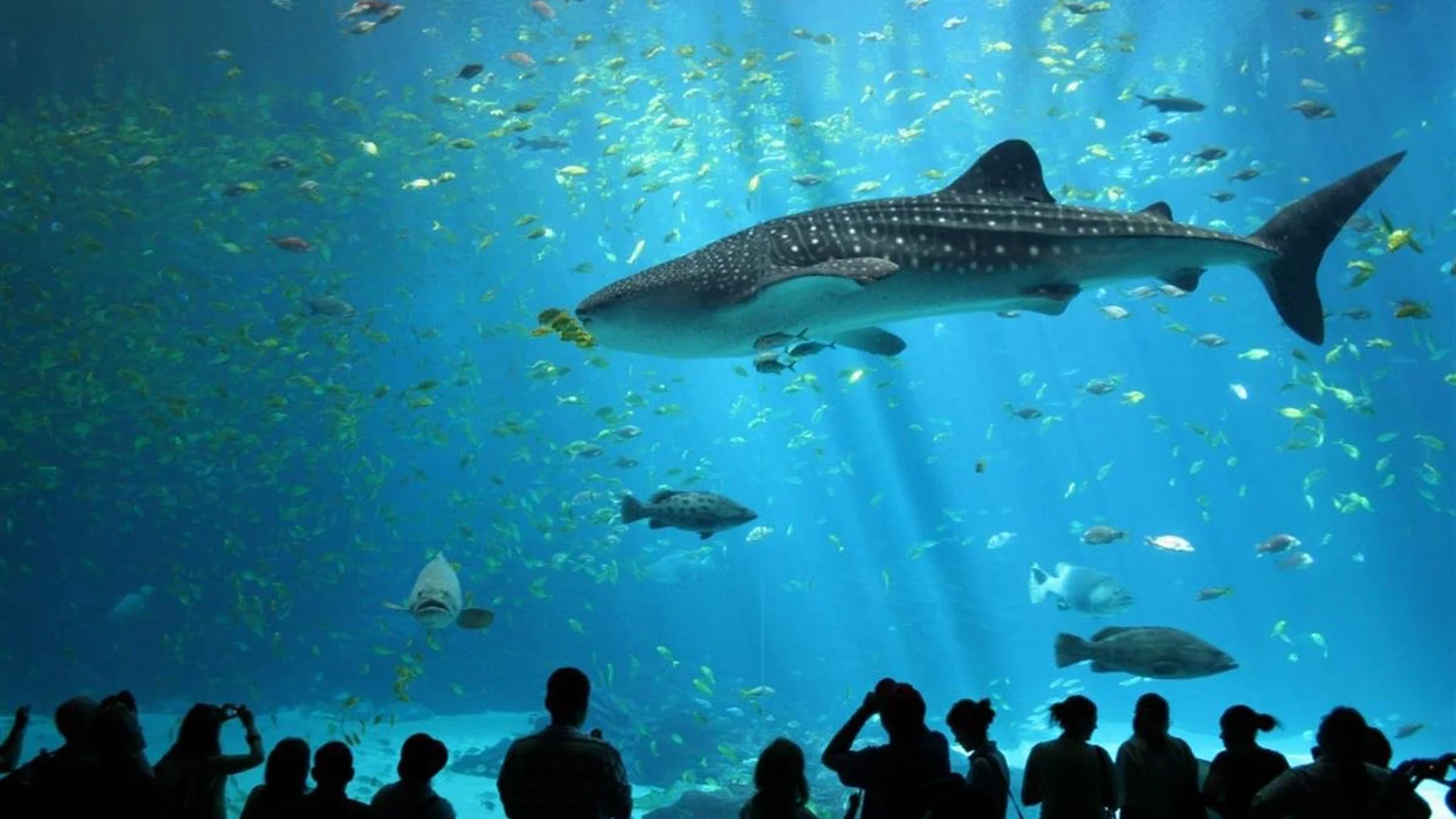 Requin baleine dans le grand aquarium de l'Océarium du Croisic