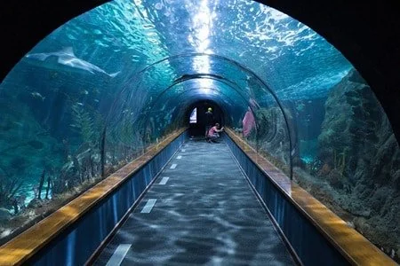 Tunnel sous-marin de l'Océarium du Croisic, requin nageant au-dessus des visiteurs